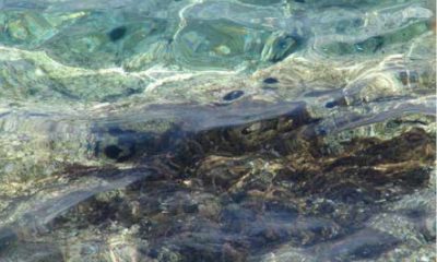 Saros Körfezi Özel Çevre Koruma Bölgesi Karasal ve Denizel Biyolojik Çeşitliliğin Tespiti Projesi Tamamlandı